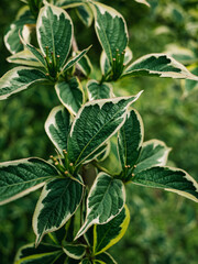 green leaves on a tree