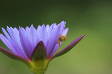 Fototapeta na wymiar little snail in purple color flower