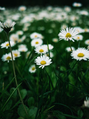 daisies in a garden