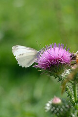 FU 2021-08-11 Dinge 28 Auf der Distelblüte sitzt ein heller Schmetterling