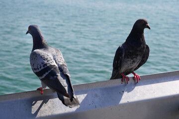 Two pigeons sitting on a metal bannister on the San Clemente Pier in Orange County, California, USA