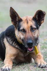 german shepherd portrait