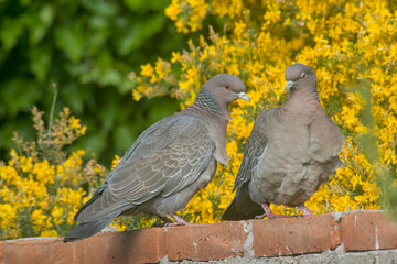 Piocazuro doves in the garden 
