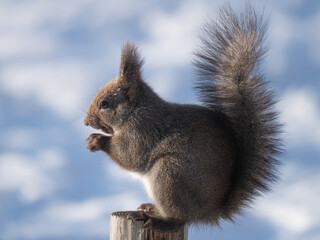 Obraz premium 冬のエゾリス