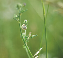 Creamy shell of land snail on green blade of grass on green background. Wildlife green background. Shell hang on green grass stem. Macro of mollusc. Summer meadow. Snail closeup. Shell whorls.