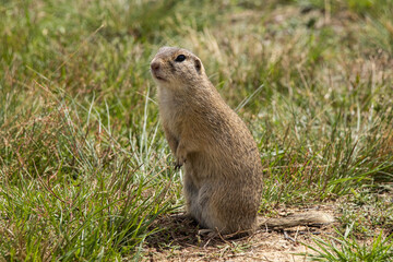Naklejka na ściany i meble groundhog obecny small cute rodent in the meadow