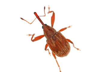 Anthonomus rectirostris or cherry weevil, stone fruit weevil is a major pests of cherry trees...