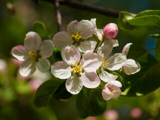 Spring flowers on apple-tree branches