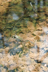 frog in the water