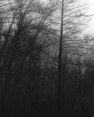 Dark foggy forest atmosphere, gloomy woods 