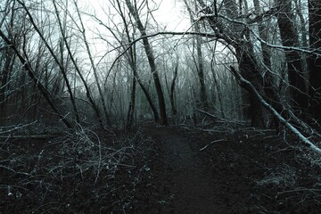 Path in a dark winter forest, atmospheric horror woods, gloomy mood