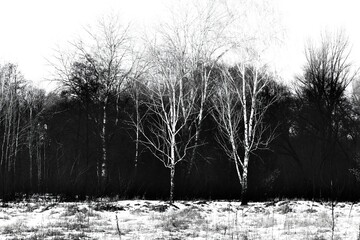 White birches in a dark gloomy winter forest