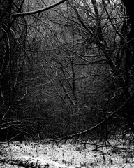 Winter forest, dark abstraction of a snowy forest.