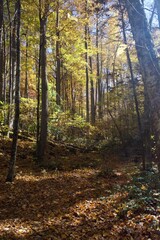 Obraz premium Fall Memories