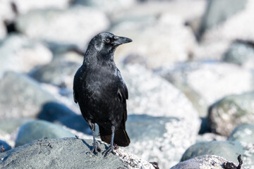 American crow on rocky shoreline, Vancouver Island, Canada