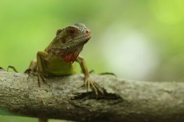 Obraz premium an iguana on a wood with a green background