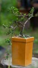 bonsai tree in flowerpot