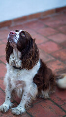 english cocker spaniel