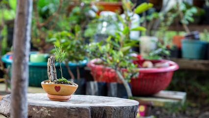 garden bonsai