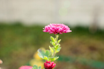 pink flower