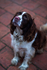 english cocker spaniel