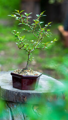 tree in a pot