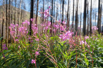 Fireweed flower growing after wild fire, Waterton Lakes National Park, Alberta Canada