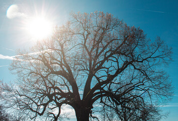 Baum mit Ästen im Sonnenstrahl