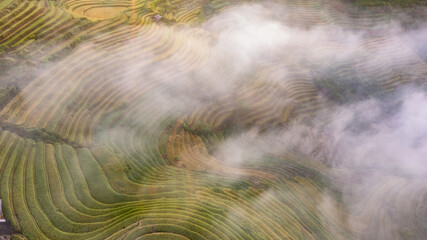 Rice fields on terraced prepare the harvest at Northwest Vietnam.