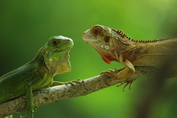 two iguanas facing each other on a green background
