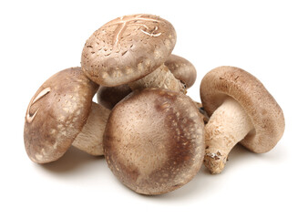 Shiitake mushroom on the White background
