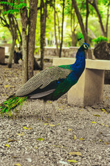Obraz premium Beautiful peacocks with blue and green feathers walking in the park together with other animals