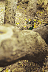 Beautiful peacocks with blue and green feathers walking in the park together with other animals