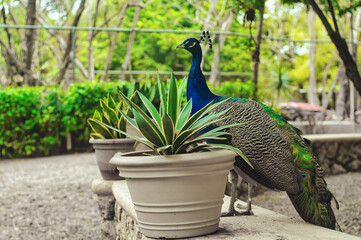 Beautiful peacocks with blue and green feathers walking in the park together with other animals