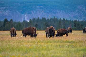 Fototapeta na wymiar A herd of bisons feeding in the meadow in Yellowstone National Park.