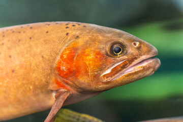 Close-up of a Yellowstone cutthroat trout (Oncorhynchus clarkii bouvieri).  - obrazy, fototapety, plakaty
