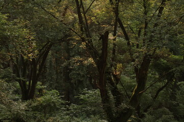 Landscape with trees lit by the sun in the morning,forest morning scenery