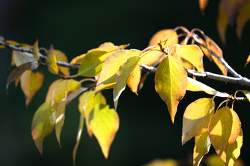 Yellow balsam poplar leaves in fall - obrazy, fototapety, plakaty