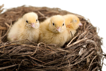 Baby Chickens In The Nest