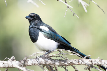 Obraz premium Black-billed magpie perhced on spruce branch