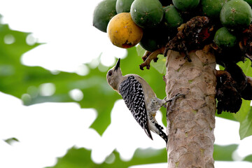 Red-crowned Woodpecker (Melanerpes rubricapillus) feeding