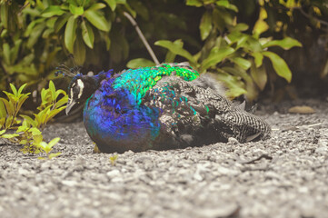 Beautiful peacocks with blue and green feathers walking in the park together with other animals