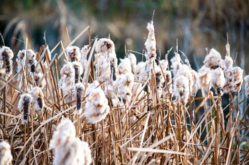 Brown cattail plants in seed at edge of marsh