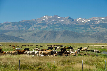 Obraz premium large herd of cattle grazing in sunny grass field