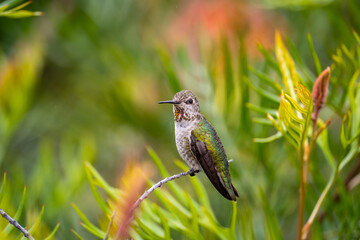 Obraz premium Anna's Hummingbird (Calypte anna) perched on a tree. 