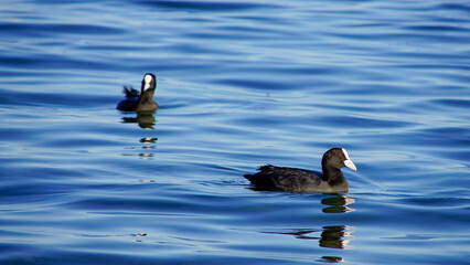 Bl&auml;ssh&uuml;hner schwimmen auf dem Bodensee 