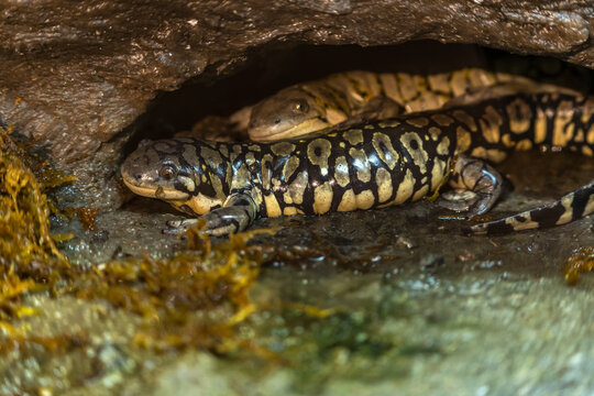 Western tiger salamanders at the Grizzly  Wolf Discovery Centre, Yellowstone National Park.