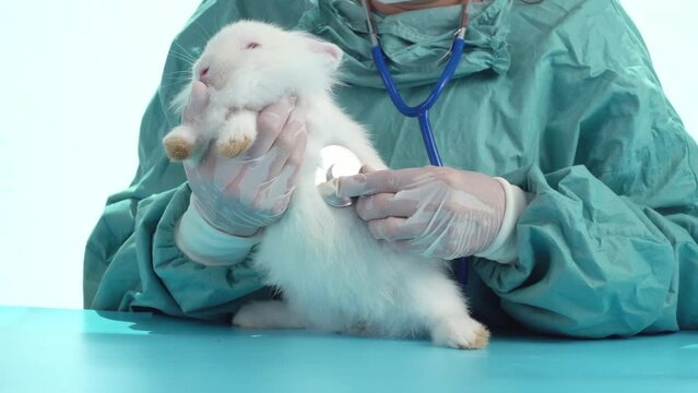 Professional veterinary woman wear gloves using stethoscope examination health bunny white rabbit on table in the clinic. Sick rabbit bunny with veterinarian animal and check up health care concept.