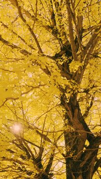 Dramatic view of yellow gingko leaves blowing in wind in autumn or fall, Nature or landscape, Nobody, Vertical video for smartphone footage