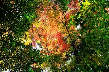 絶景，秋，紅葉，京都，日本，お寺，水の波，風景, 旅行, 建築, 自然, 木, 背景, 黄色, 庭, 光